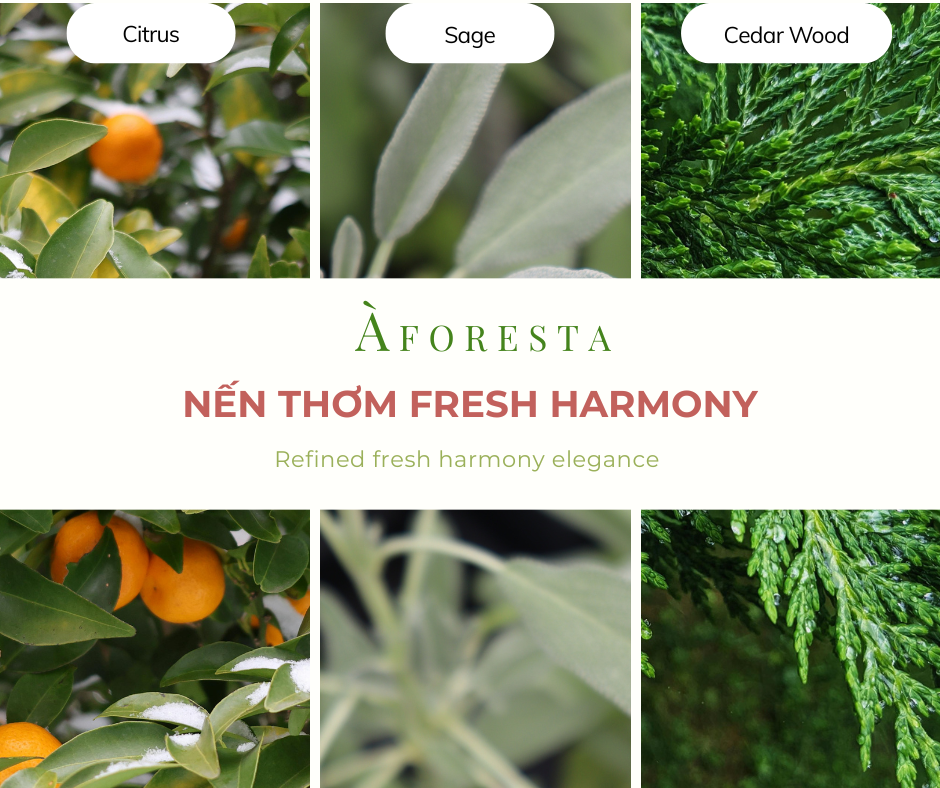 Nến Thơm Cao Cấp À FORESTA 150g – Hương Gỗ tươi Fresh Harmony-Thơm phòng, thư giãn, quà tặng.